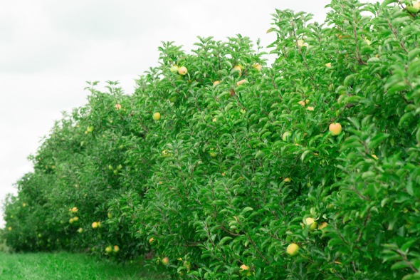 golden apple trees